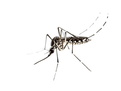 Zanzara - Febbre dengue