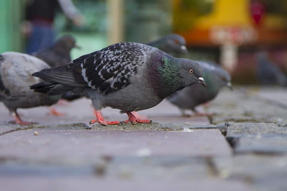 Rimozione guano
