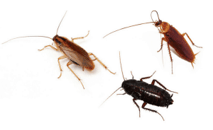 Scarafaggio - Blattodea