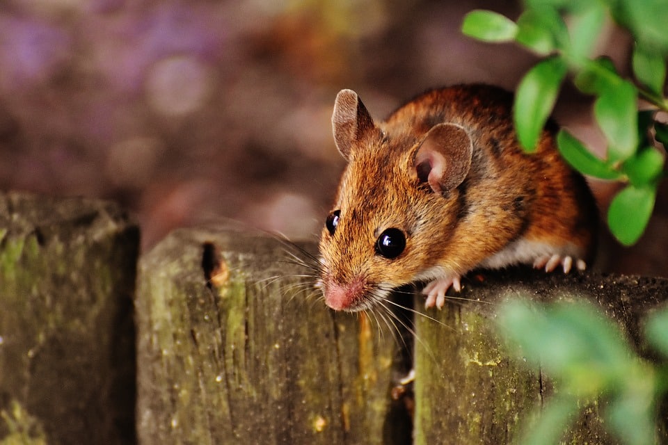 Cosa odiano i topi: scopri come difenderti