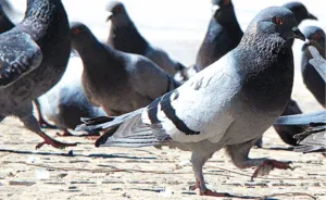 Columbidae - Uccelli