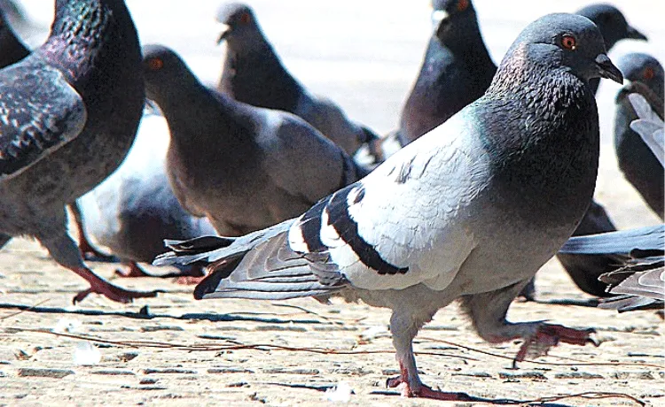 Columbidae - Uccelli