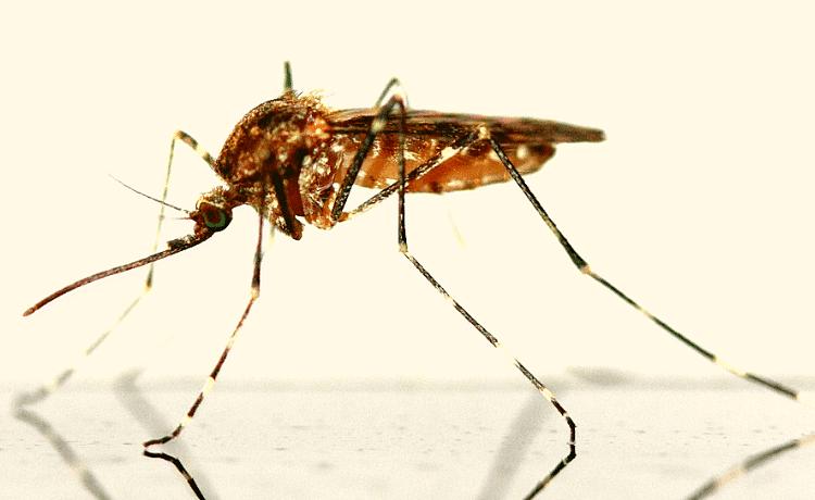 Zanzara - Insetto