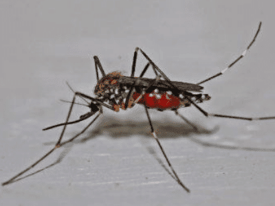Zanzara - Controllo delle zanzare