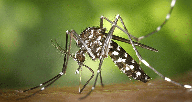 Zanzara tigre asiatica - Controllo delle zanzare