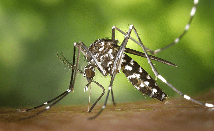 Zanzara tigre asiatica - Controllo delle zanzare