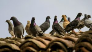 Come Allontanare i Piccioni dal Tetto