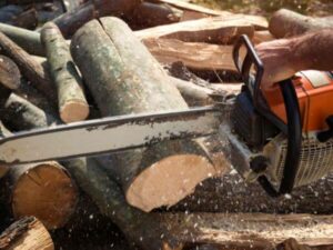 abbattimento alberi alto fusto