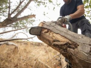 abbattimento grossi alberi