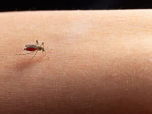 disinfestazione dengue