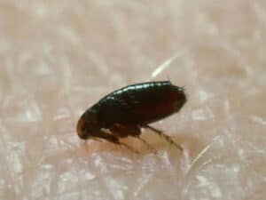 disinfestazioni pulci e zecche